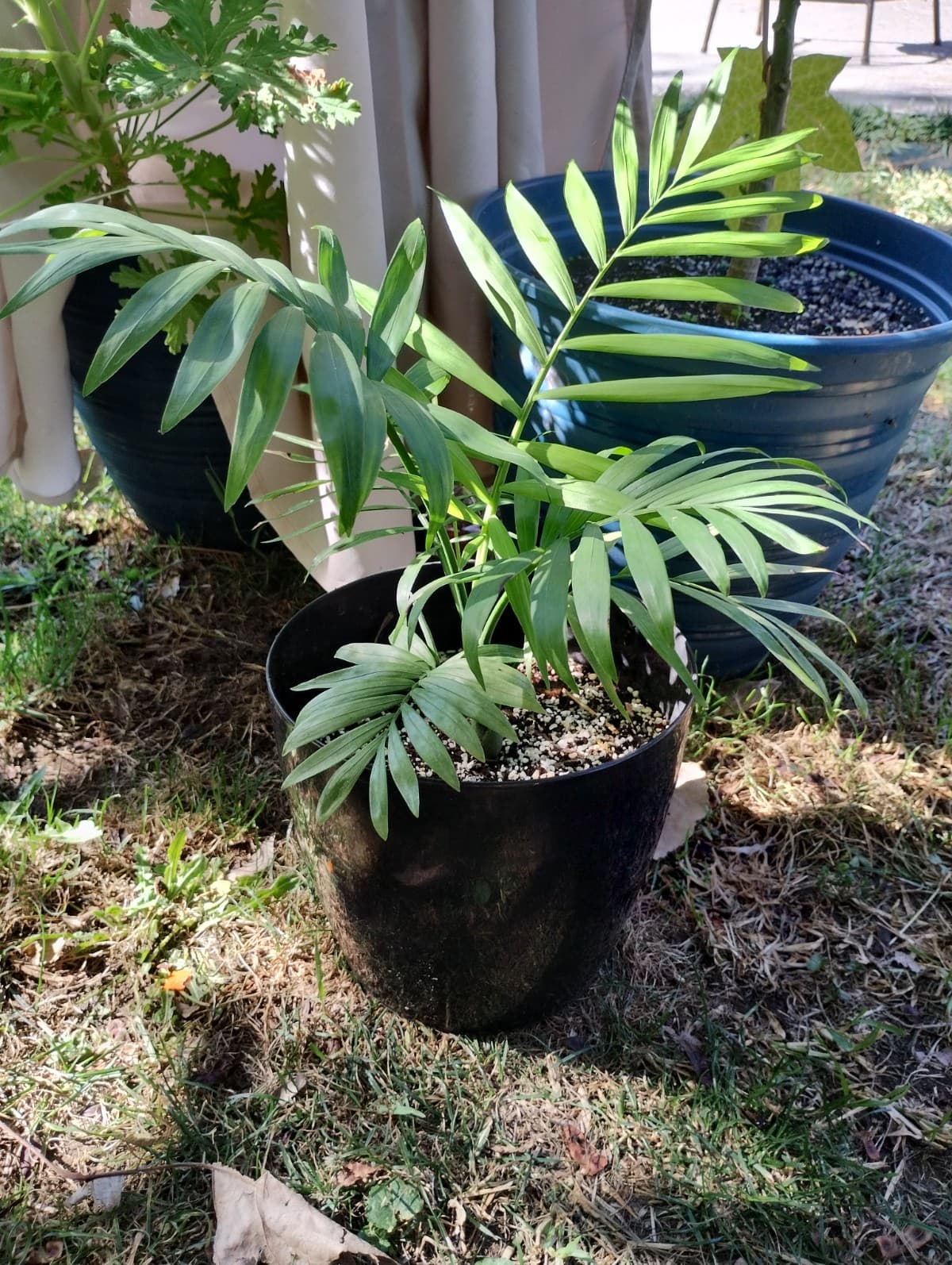 Palmera chamaedorea más maceta decorativa 