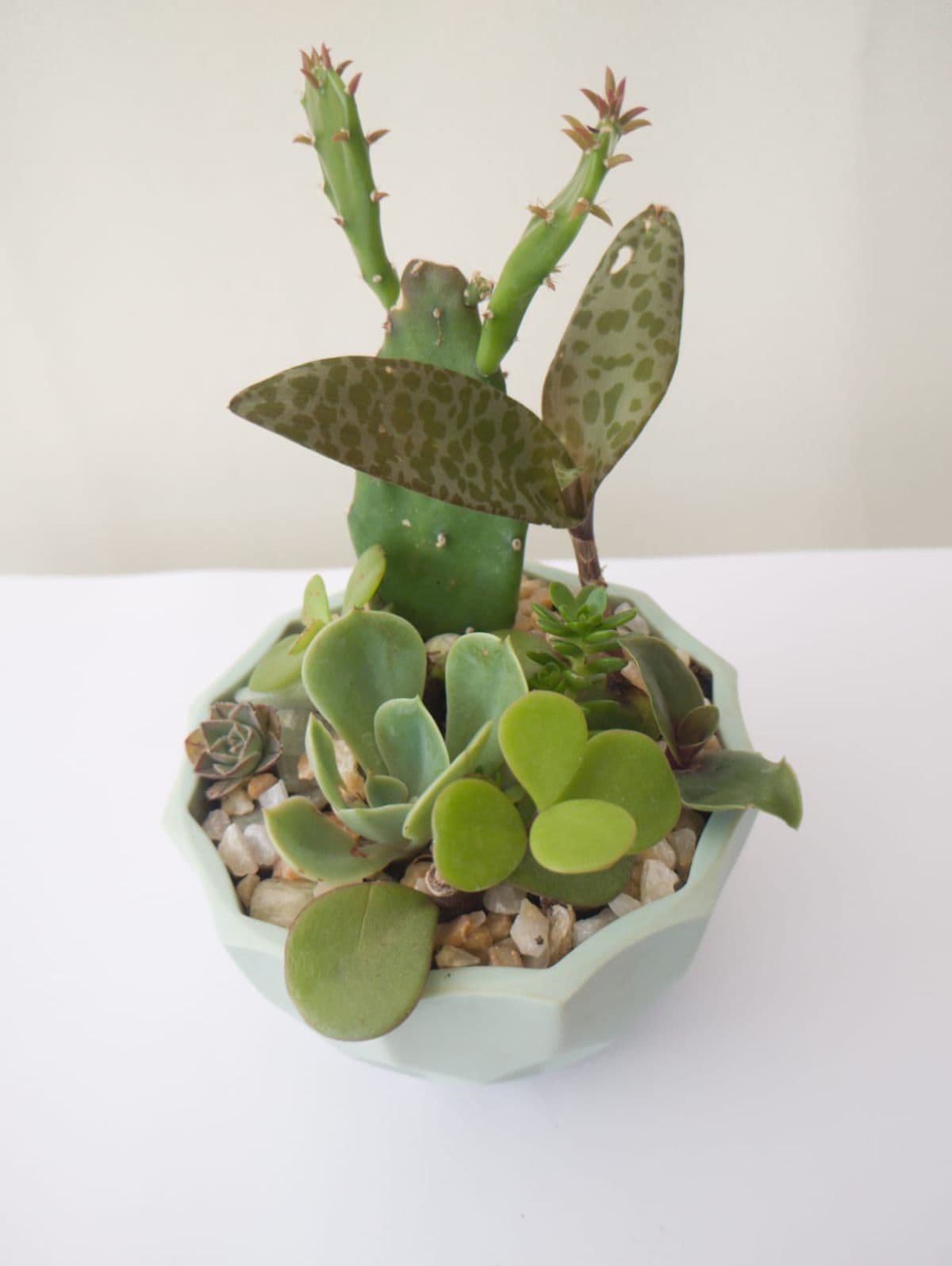 Dish garden  suculentas 