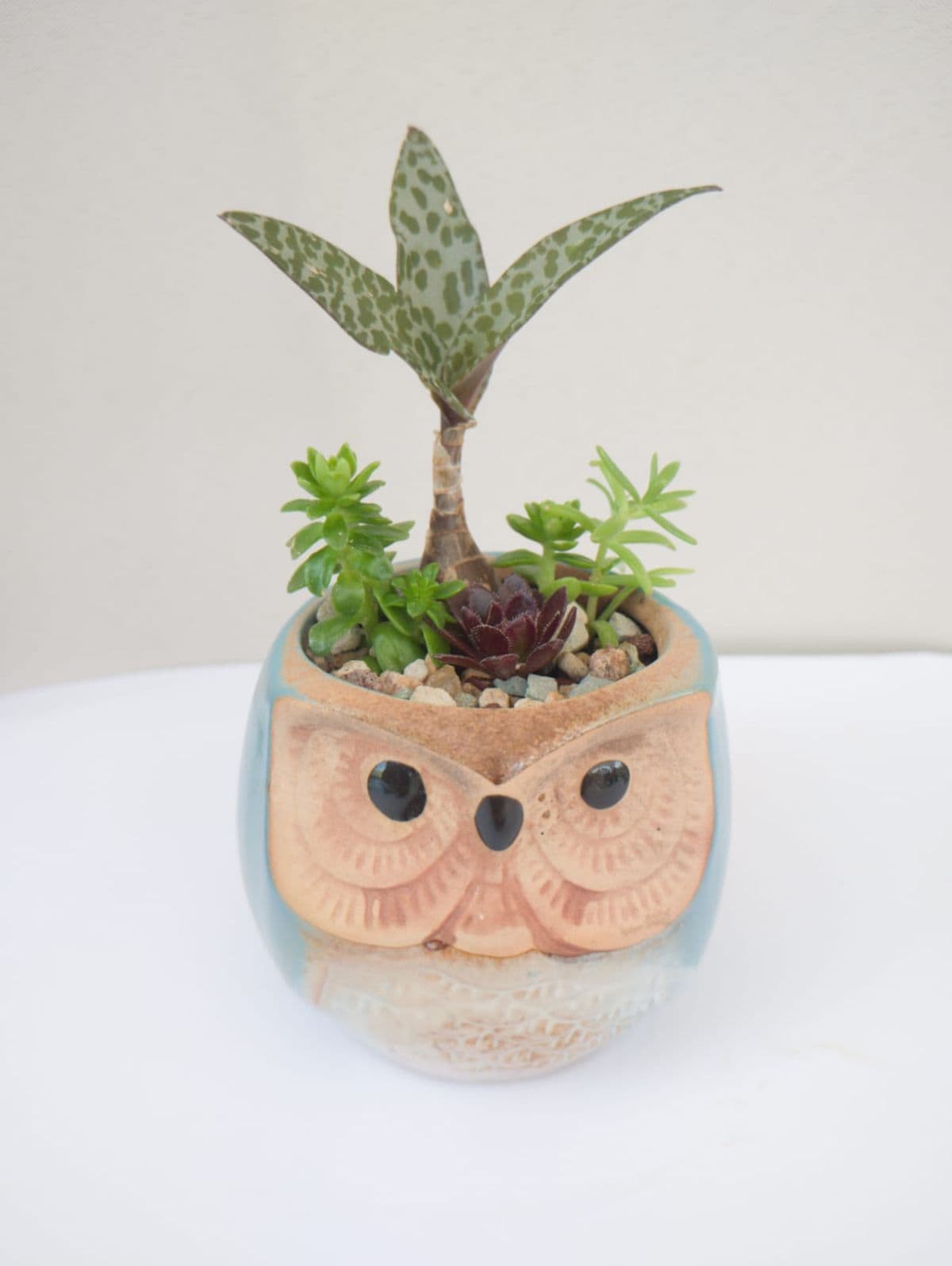 Buho  suculentas