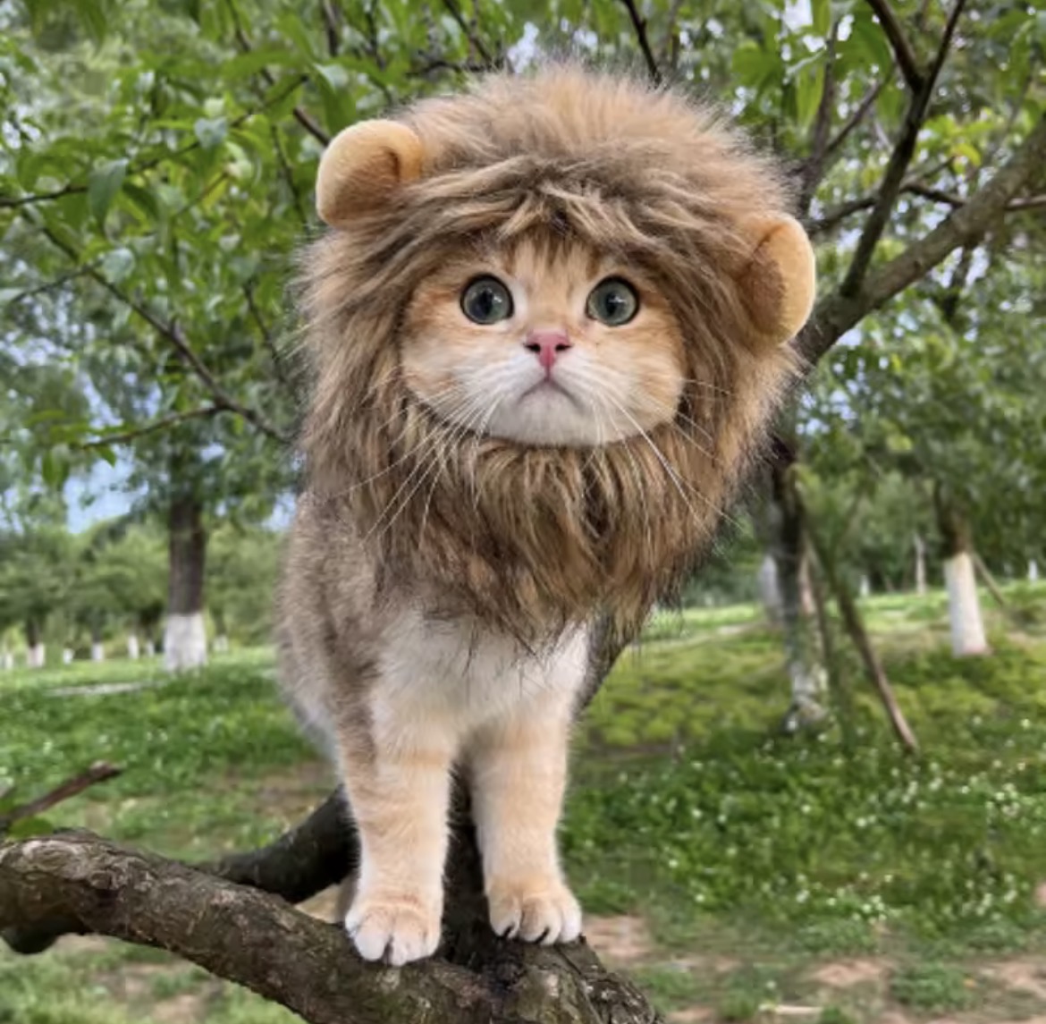 Gorrito Leon