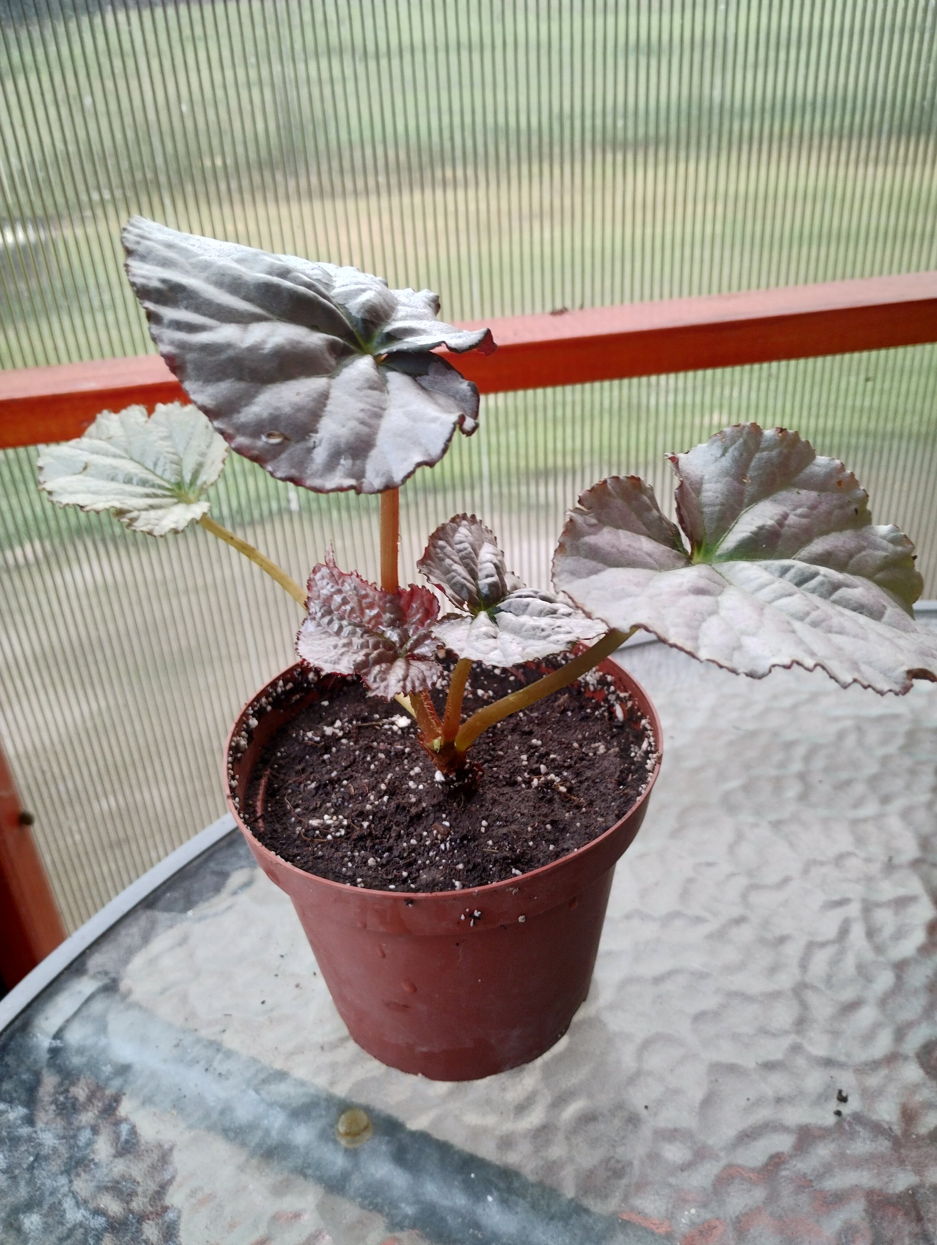 Begonia 